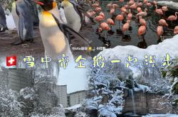 开云体育登录-瑞士篮球联赛总决赛，苏黎世雄狮再度夺冠