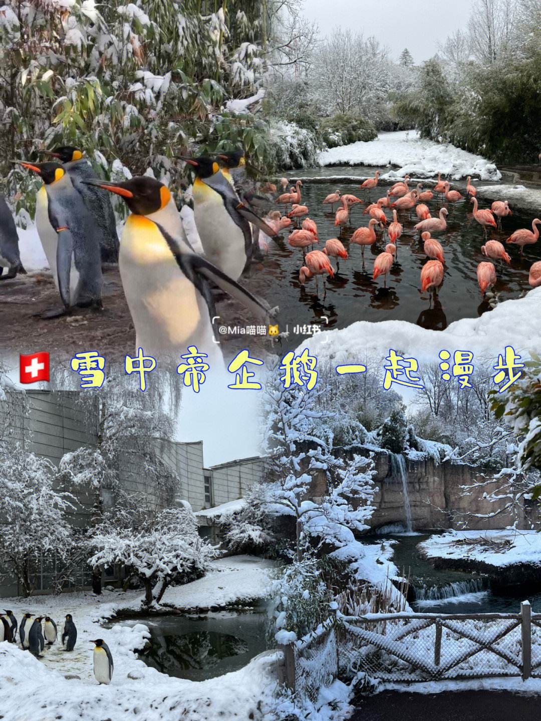 瑞士篮球联赛总决赛，苏黎世雄狮再度夺冠